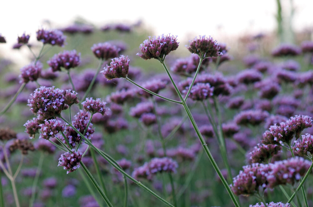 De vier seizoenen in uw tuin