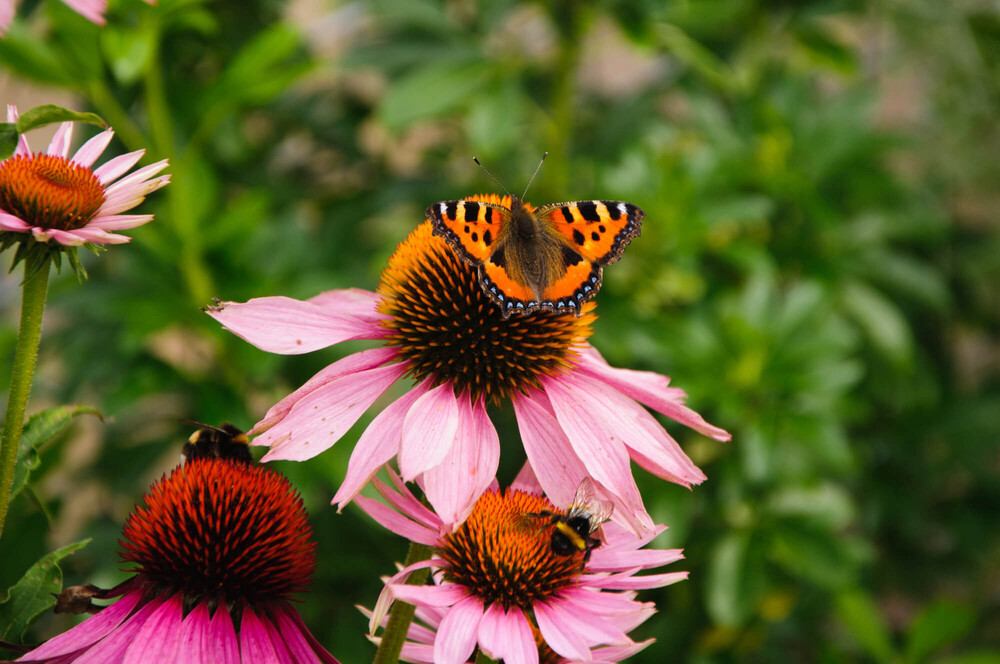 De vier seizoenen in uw tuin