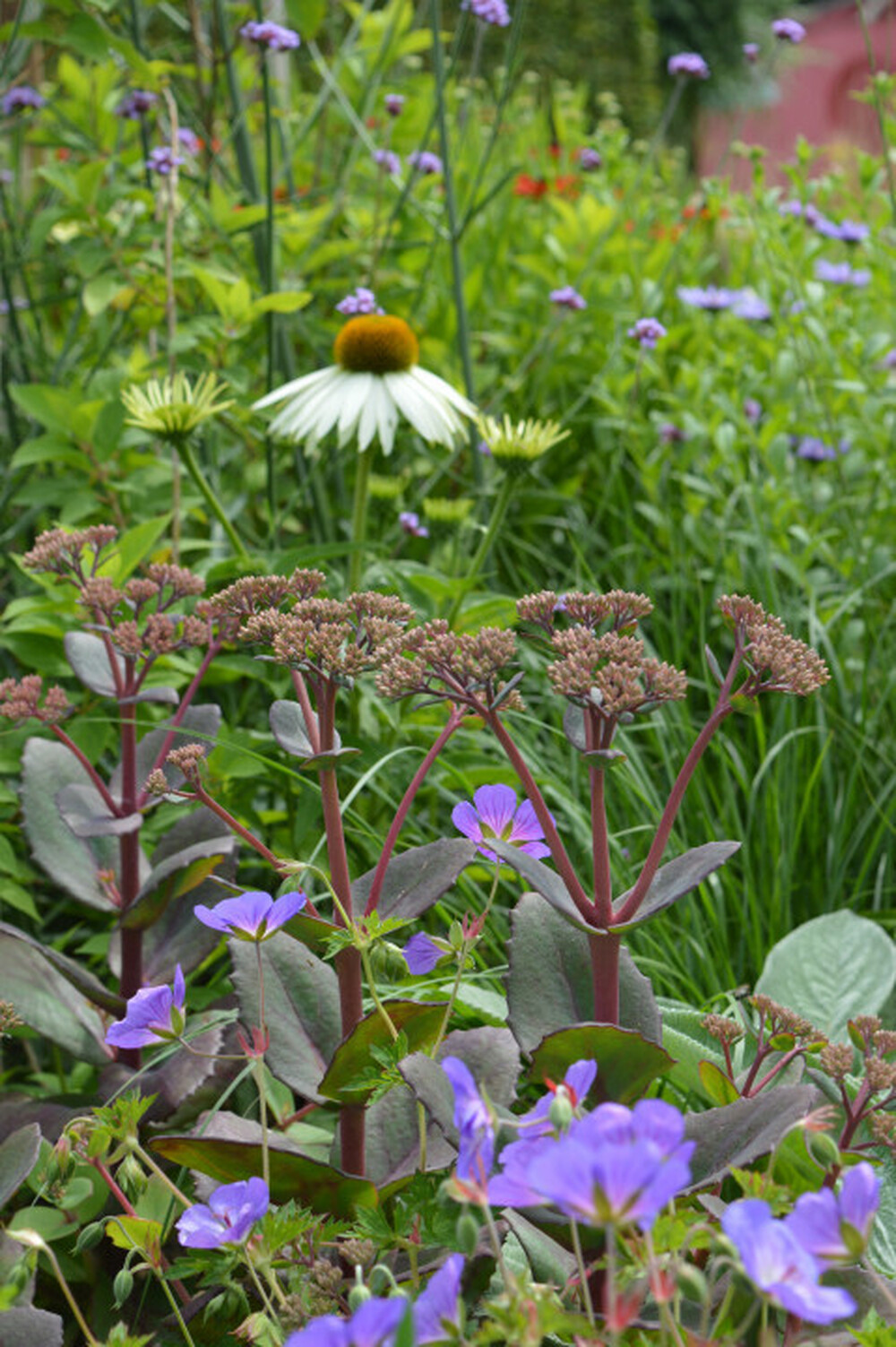 Moderne en onderhoudsvriendelijke tuin