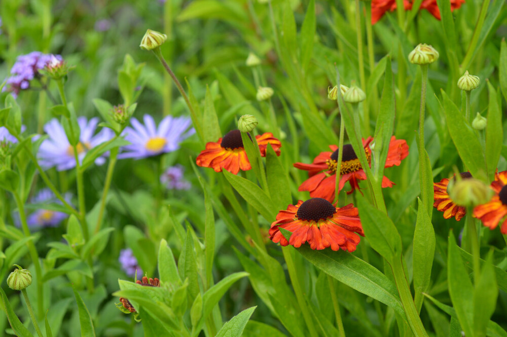 Moderne en onderhoudsvriendelijke tuin