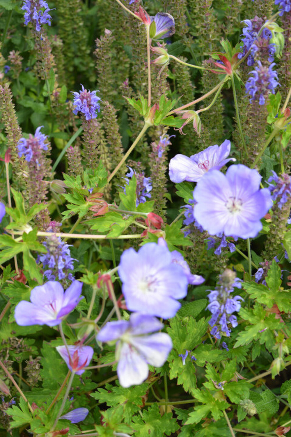 Moderne en onderhoudsvriendelijke tuin