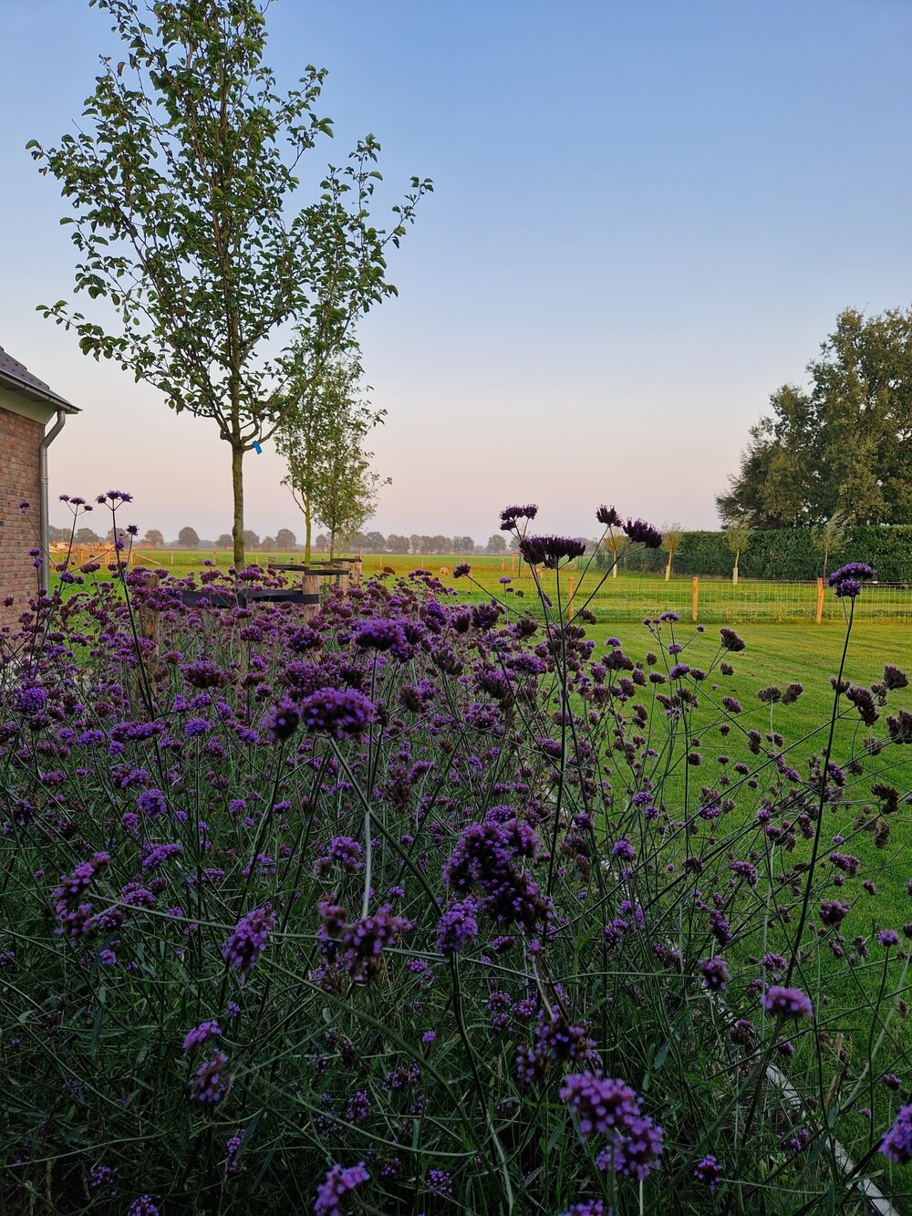 Landelijk Moderne tuin